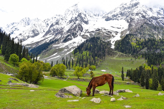 Best of Kashmir 4 Days Tour <Journey to Nature Paradise>